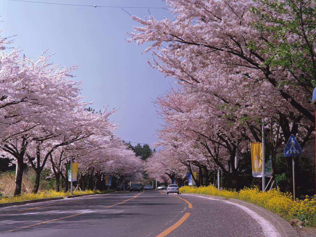 Image of Prunus × nudiflora