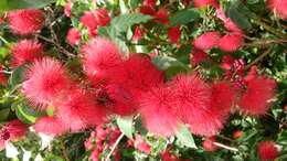 Imagem de Calliandra tergemina (L.) Benth.