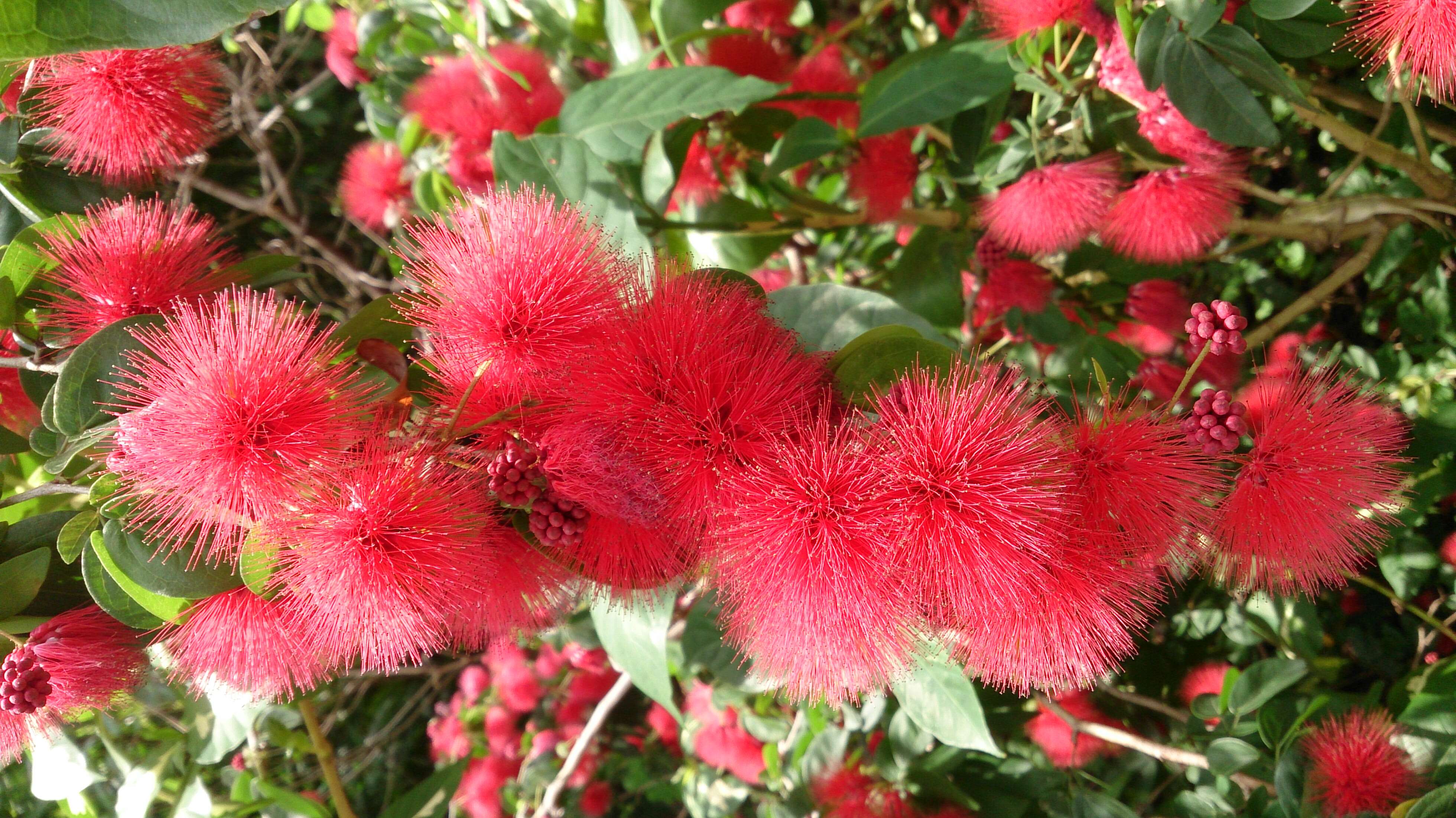 Imagem de Calliandra tergemina (L.) Benth.