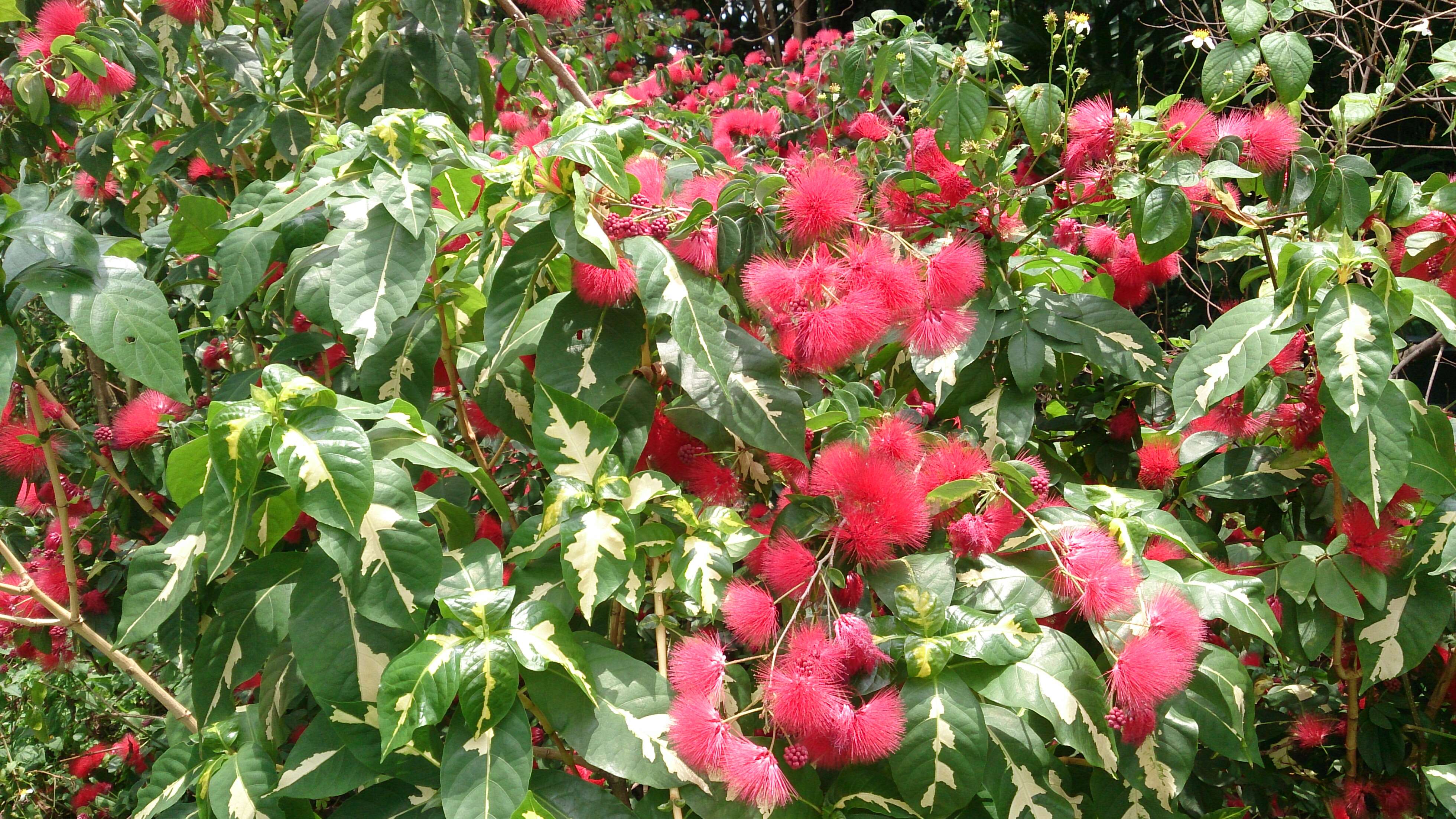 Imagem de Calliandra tergemina (L.) Benth.