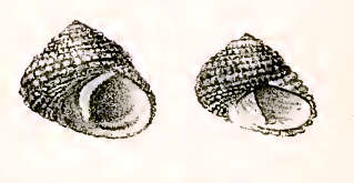 Image of Diloma radula (Philippi 1849)