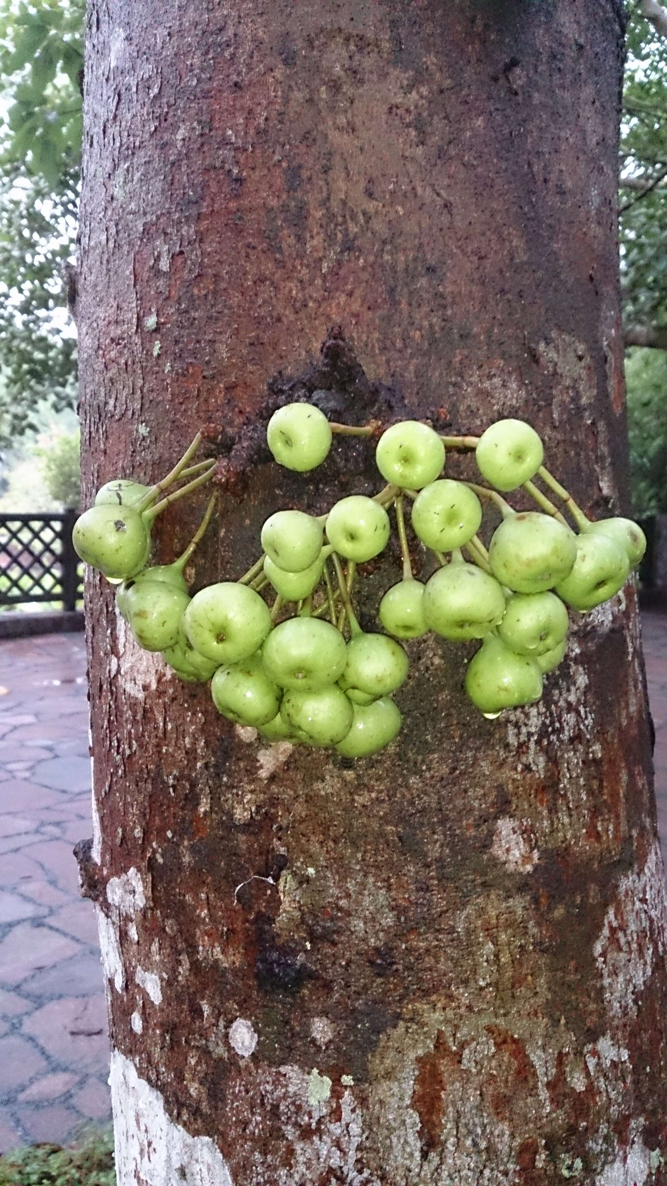 杂色榕的圖片