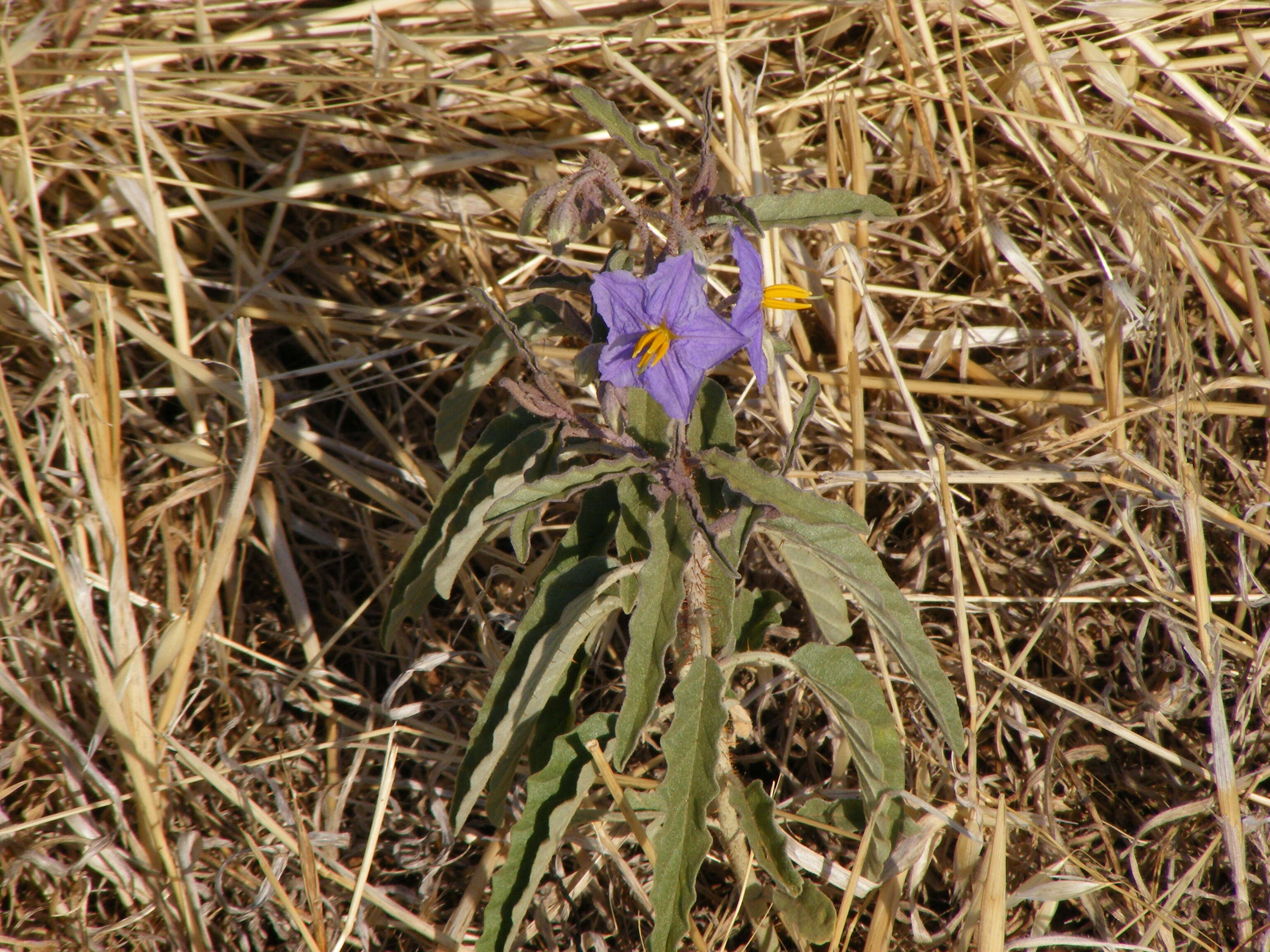 Image of Solanum quadriloculatum F. Müll.