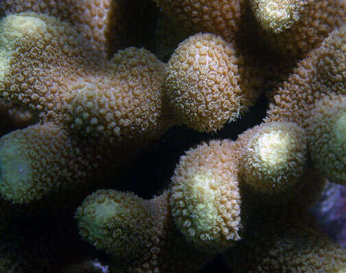 Image of Stony coral