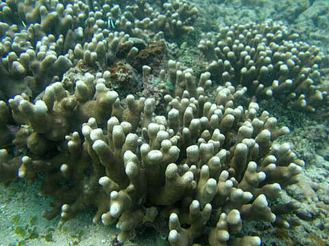 Image of Stony coral