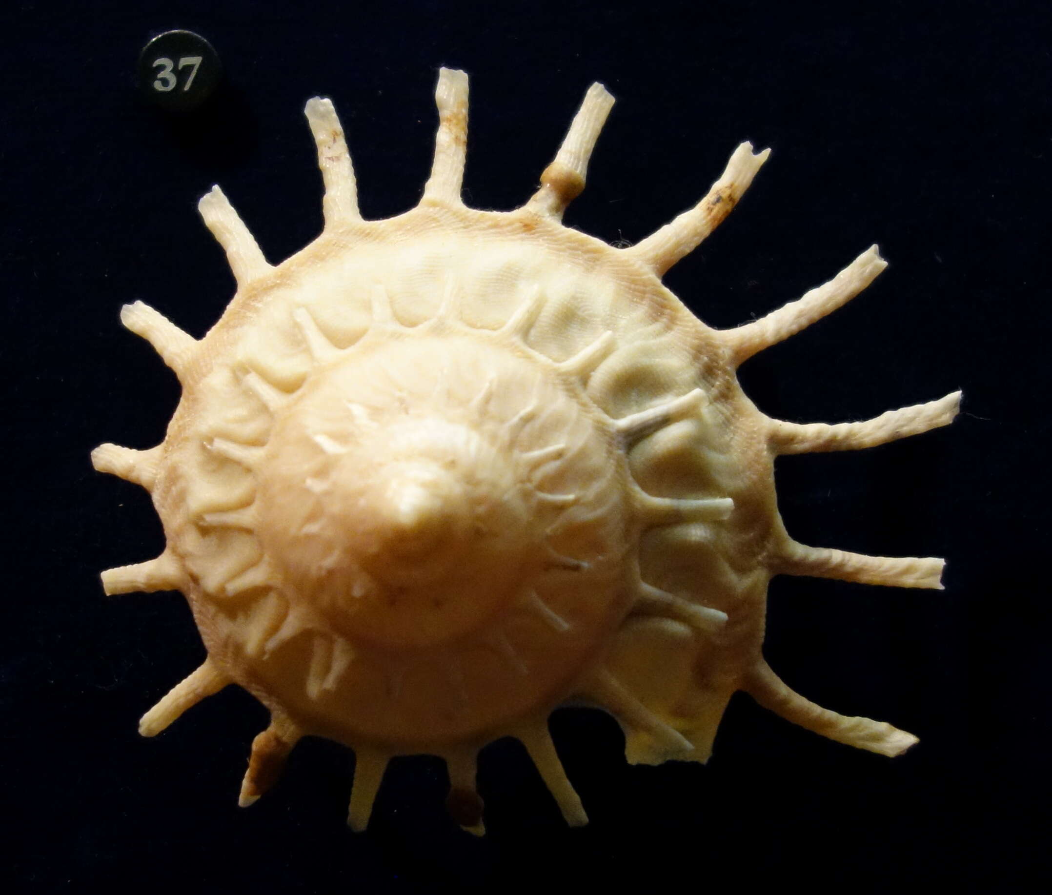 Image of sun carrier shell