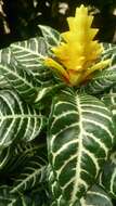 Image de Aphelandra squarrosa Nees