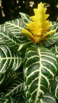 Aphelandra squarrosa Nees resmi