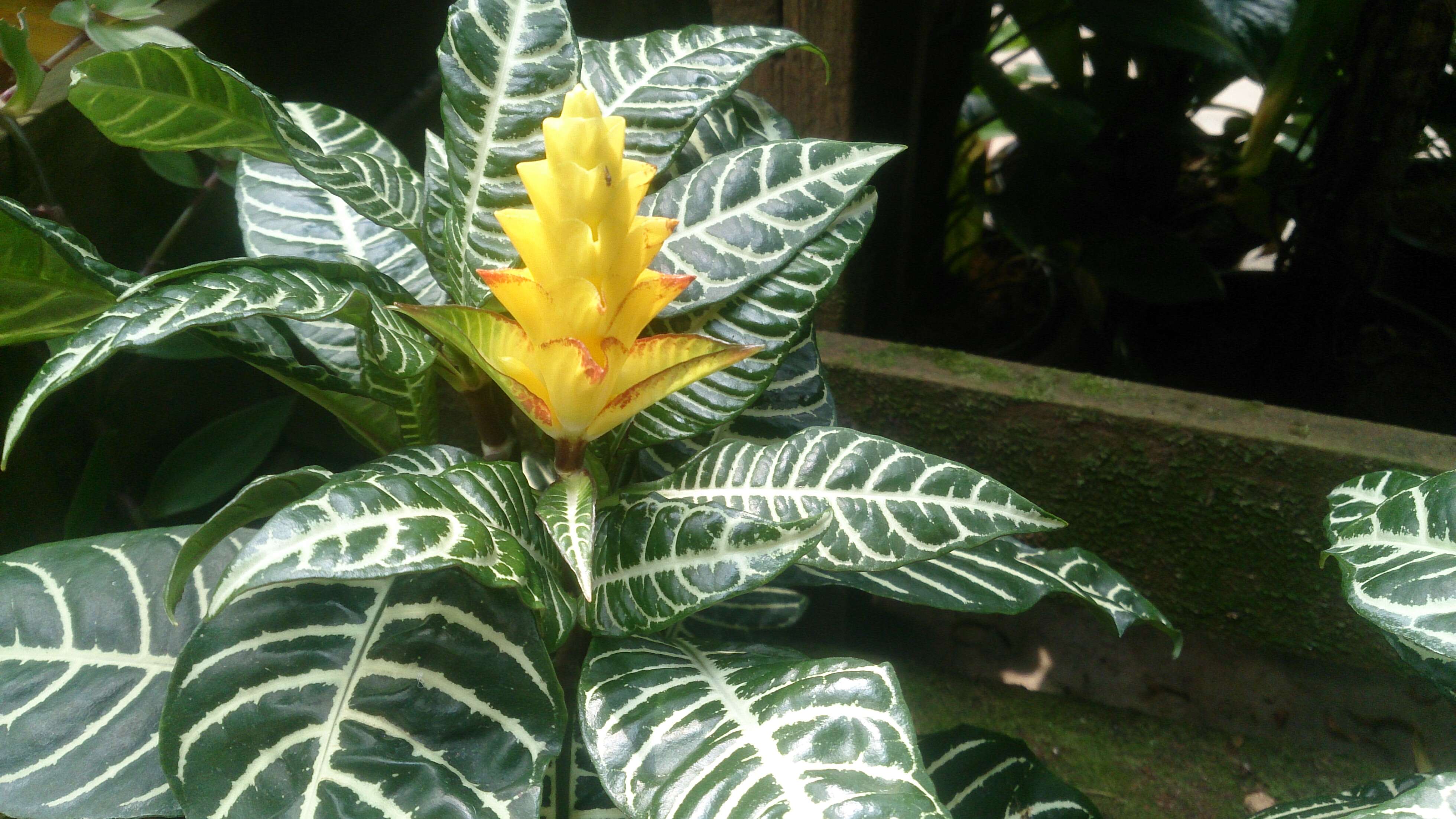 Image de Aphelandra squarrosa Nees