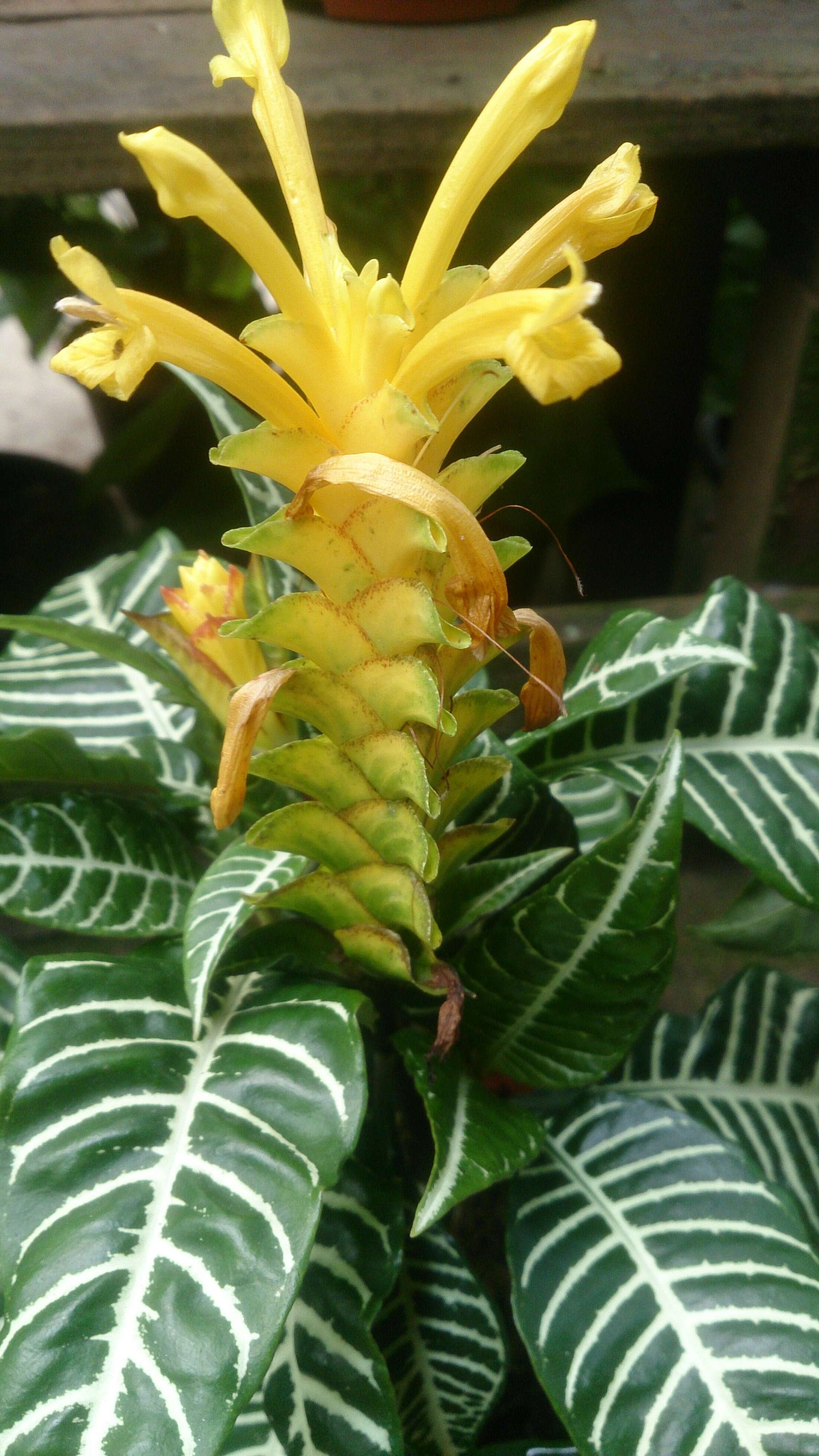 Image de Aphelandra squarrosa Nees