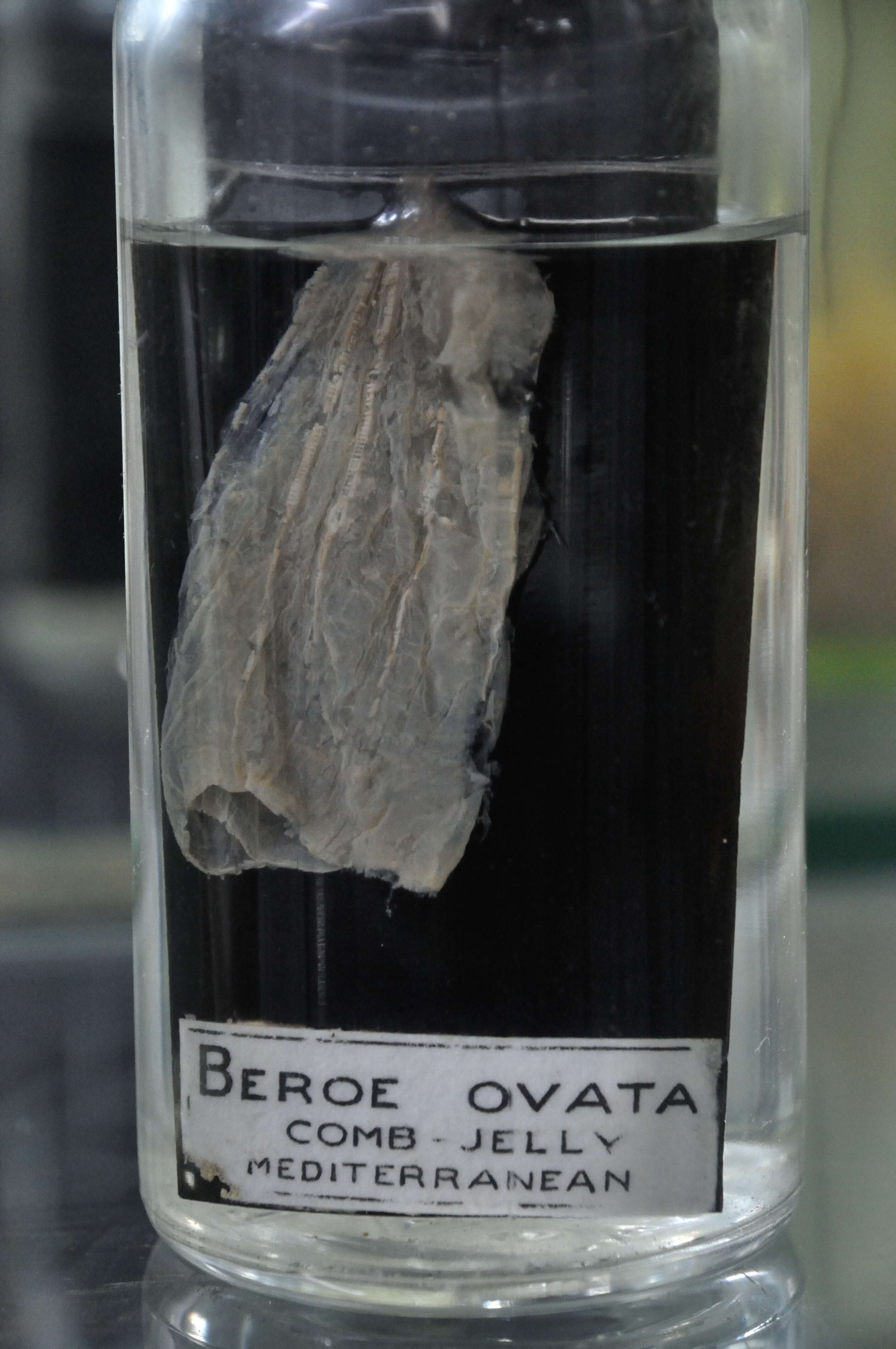 Beroe ovata Bruguière 1789的圖片