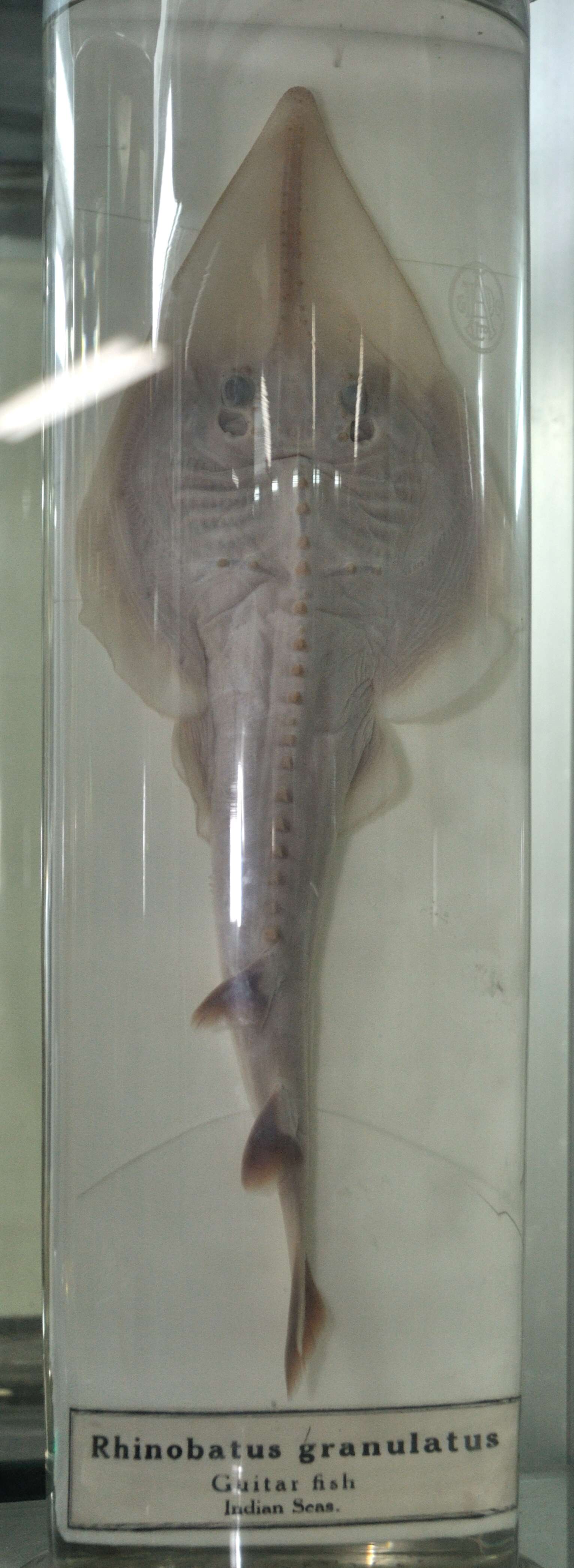 Image of Sharpnose Guitarfish