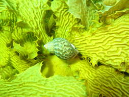 Image of Phasianella entricosa