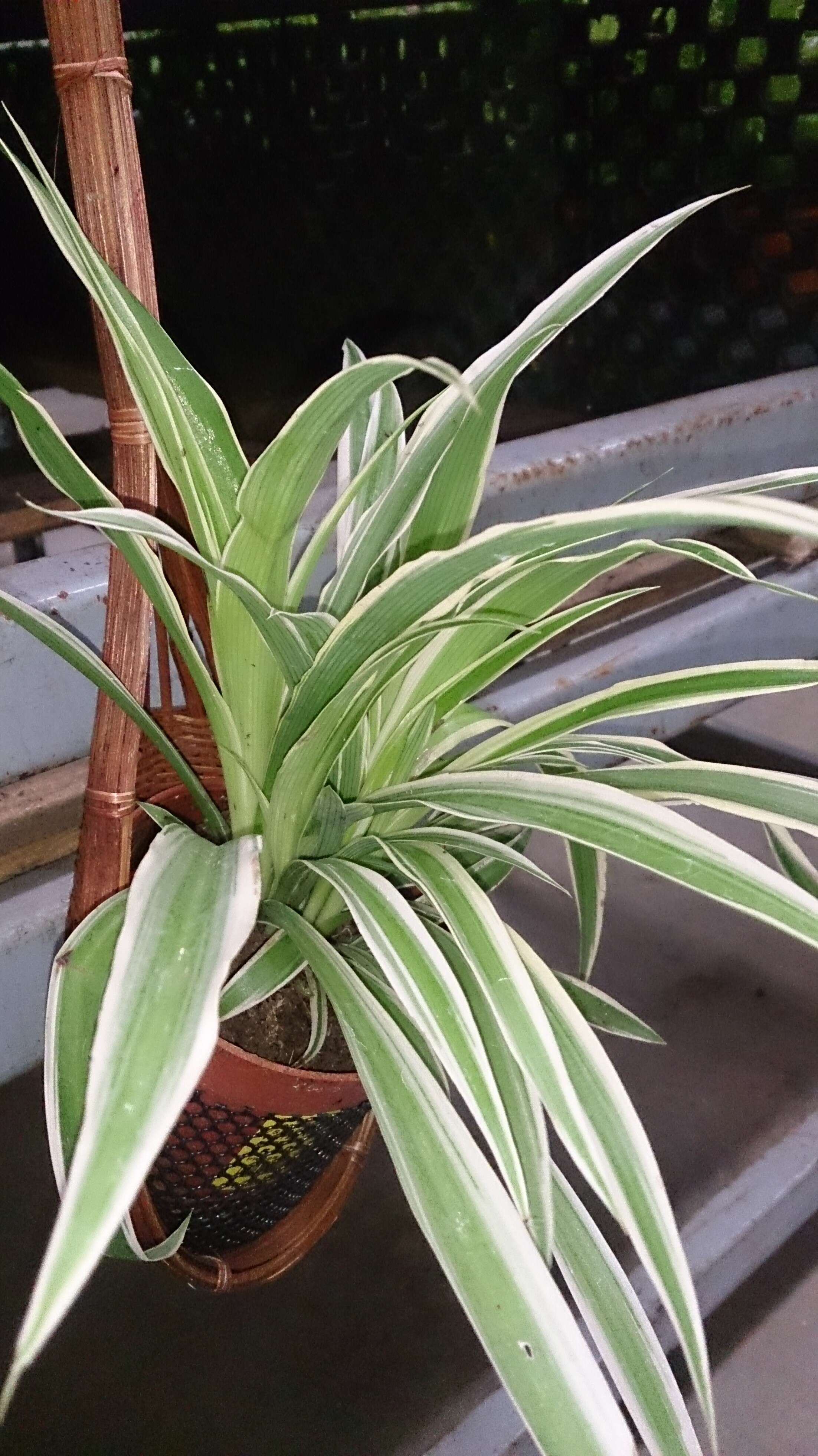 Image of Chlorophytum laxum R. Br.