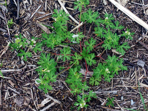 Image of Bicknell's cranesbill