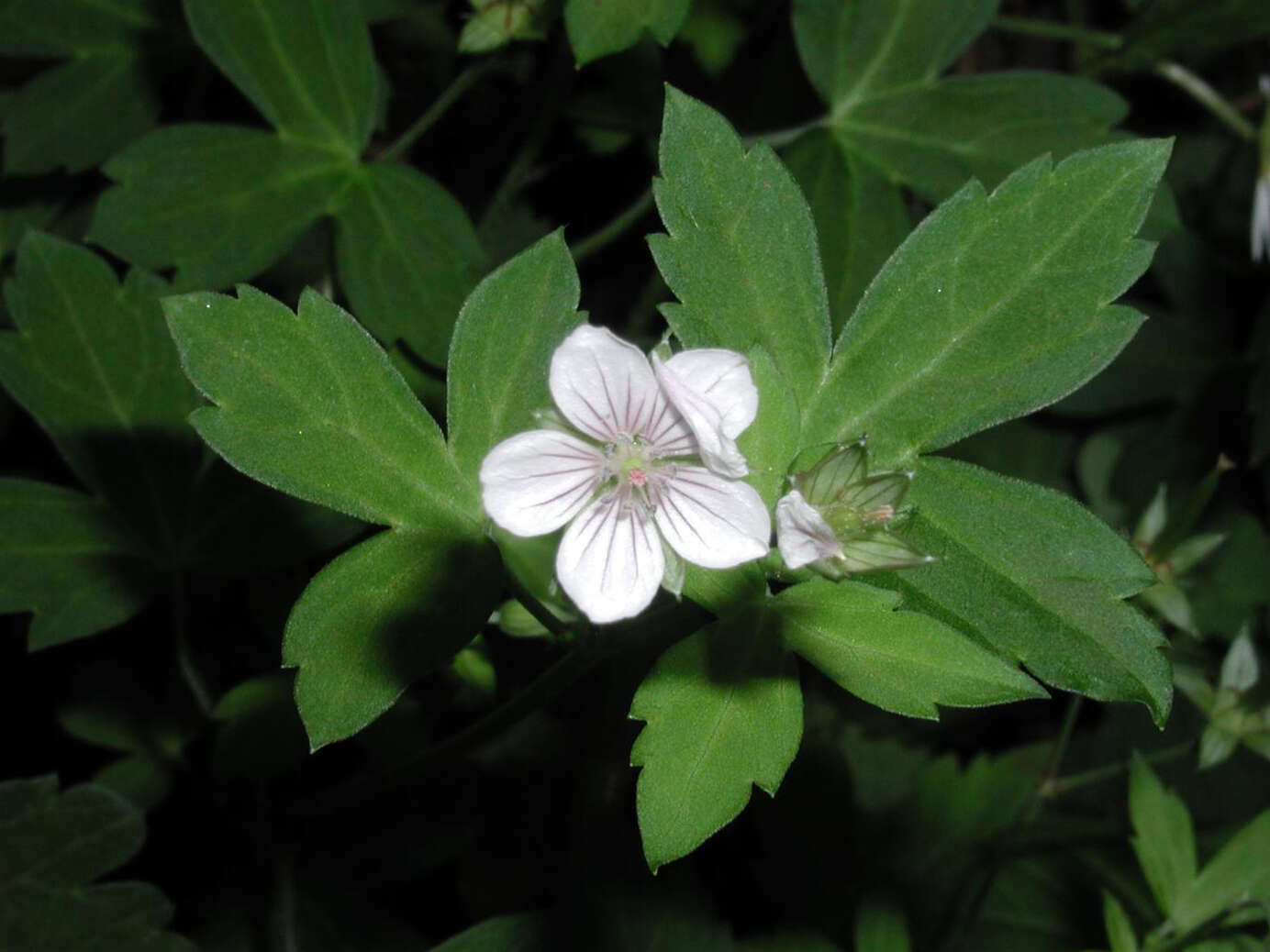 Image of Thunberg's geranium