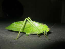 Image of Giant Katydid