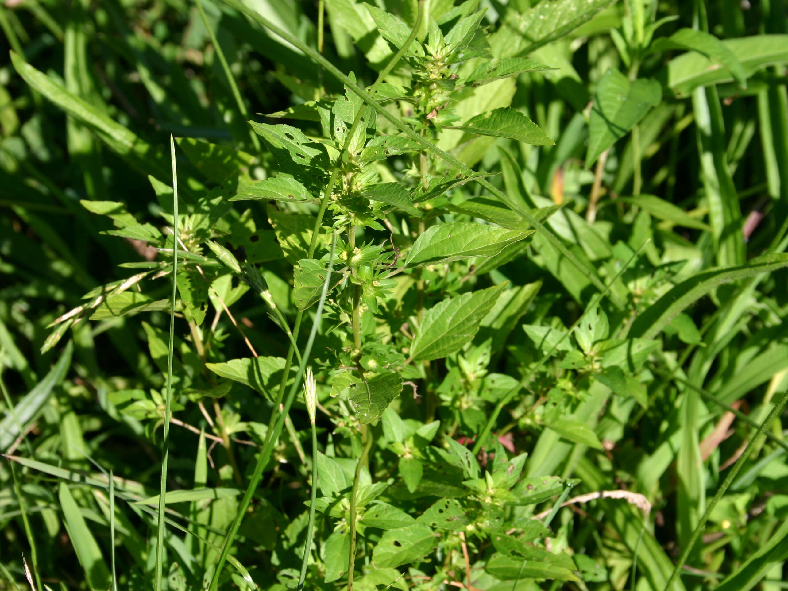 Imagem de Acalypha virginica var. rhomboidea (Raf.) Cooperr.