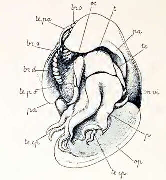 Imagem de Anatoma euglypta (Pelseneer 1903)