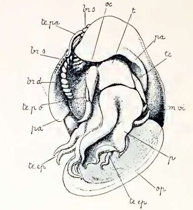 Image of Anatoma euglypta (Pelseneer 1903)