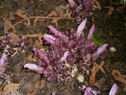 Image of Lathraea clandestina L.