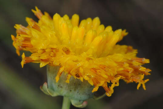 Image de Thelesperma megapotamicum (Spreng.) Herter