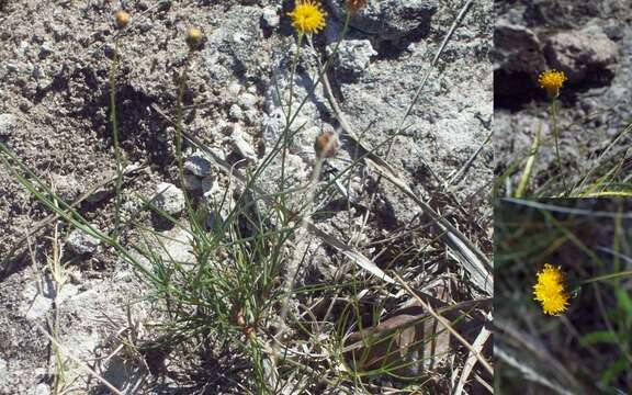 Image de Thelesperma megapotamicum (Spreng.) Herter