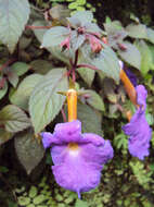 Image of Achimenes longiflora DC.