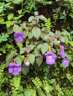 Image of Achimenes longiflora DC.