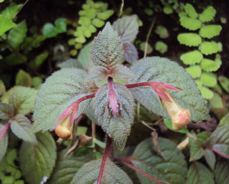 Image of Achimenes longiflora DC.