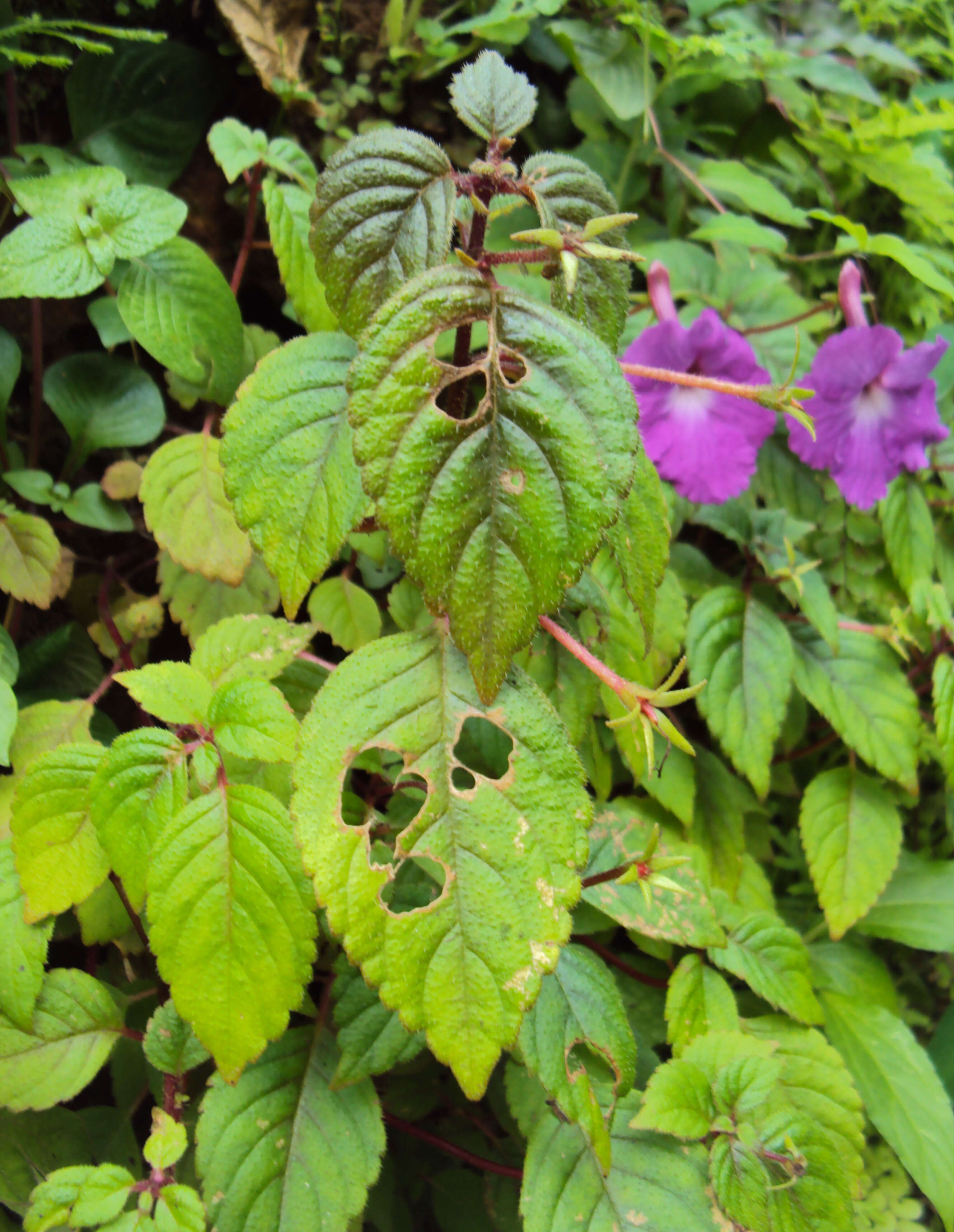 Image of Achimenes longiflora DC.