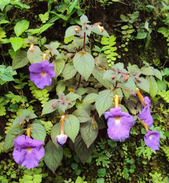 Image of Achimenes longiflora DC.