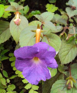 Image of Achimenes longiflora DC.