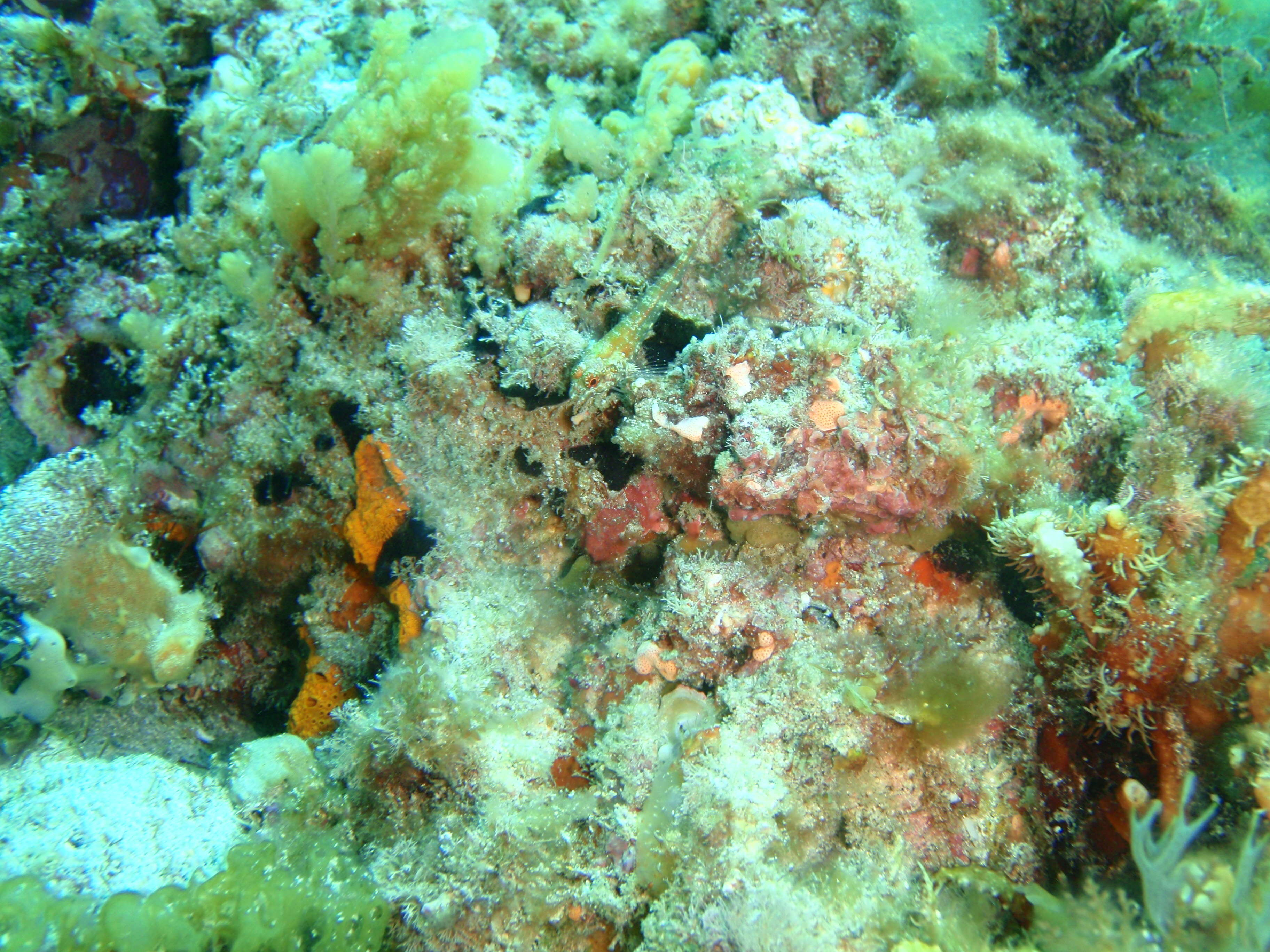 Image of Black-throated Triplefin