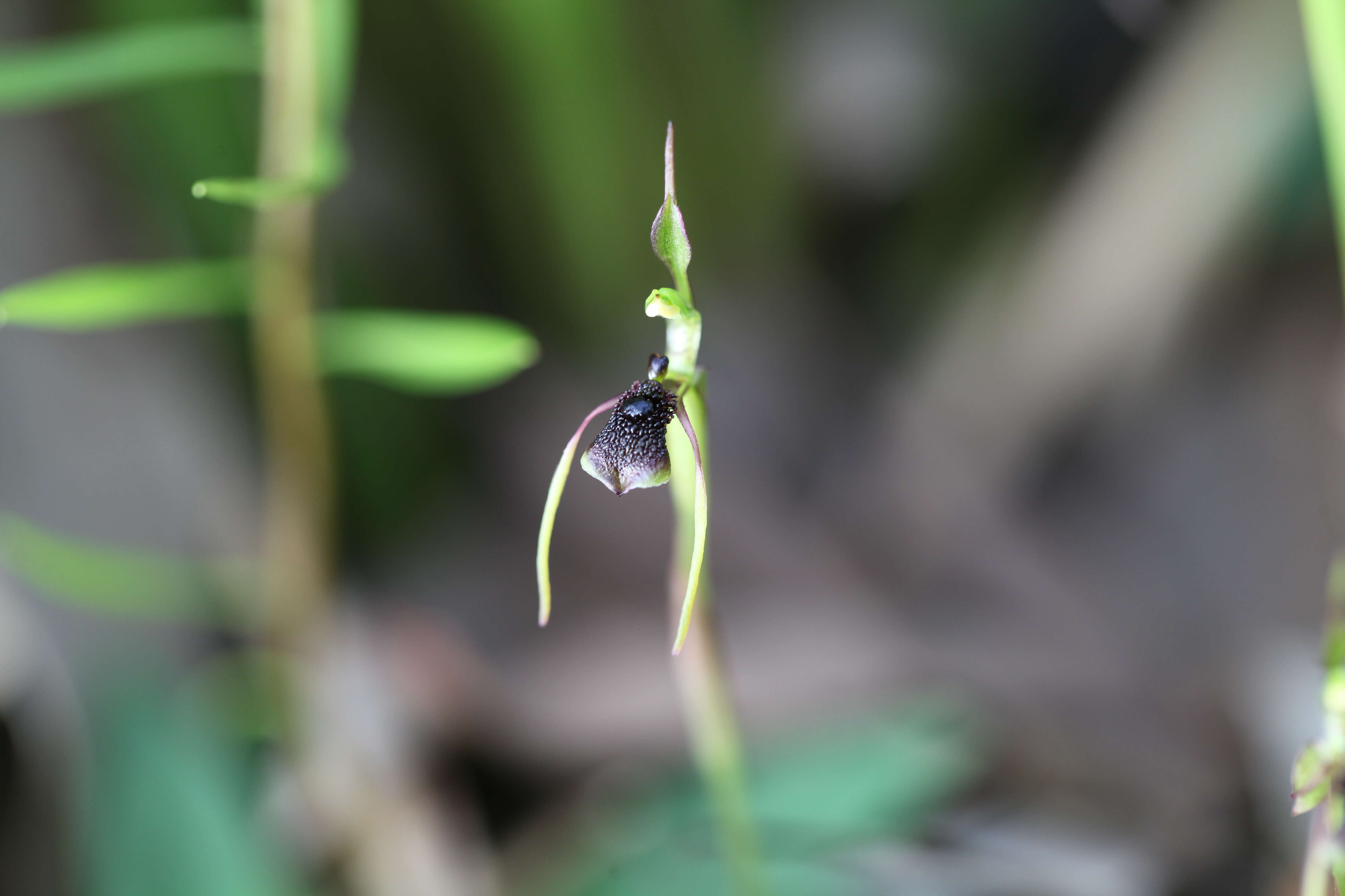 Image of Common ant orchid