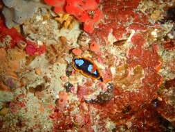 Image de Chromodoris westraliensis (O'Donoghue 1924)