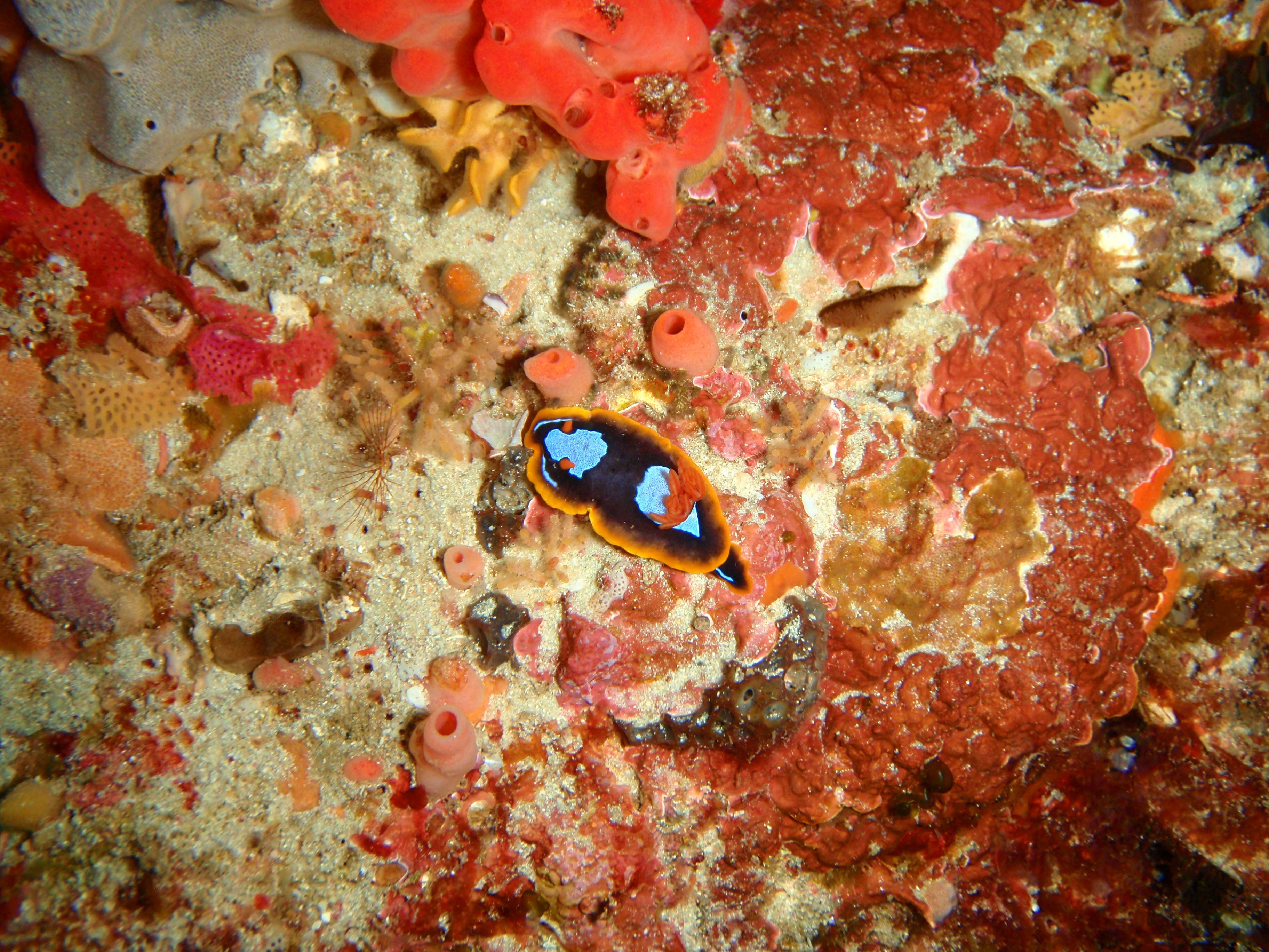 Image de Chromodoris westraliensis (O'Donoghue 1924)