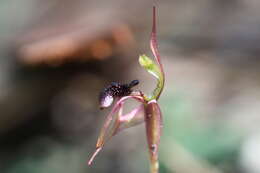 Image of Common ant orchid