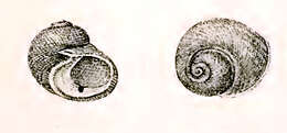 Image of Monodonta neritoides (Philippi 1849)