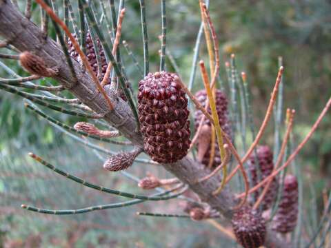 Image of Allocasuarina grampiana L. A. S. Johnson