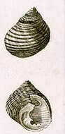 Image of Monodonta viridis Lamarck 1816