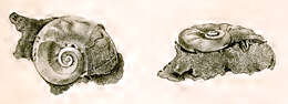 Image of Microtis H. Adams & A. Adams 1850