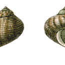 Plancia ëd Pseudostomatella baconi (A. Adams 1854)