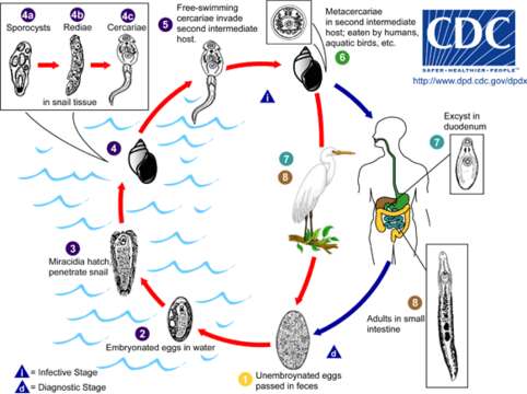 Image of Echinostomatidae