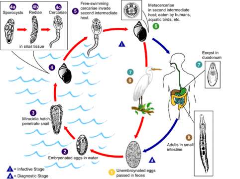 Image de Echinostomatidae