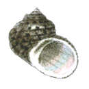 Image of Pseudostomatella clathratula (A. Adams 1854)