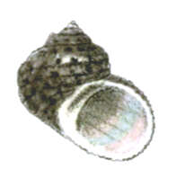 Image of Pseudostomatella clathratula (A. Adams 1854)