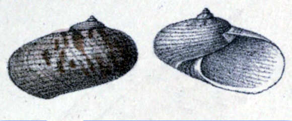 Image de Pseudostomatella decolorata (Gould 1848)