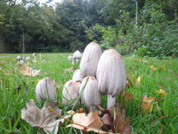 Coprinopsis atramentaria (Bull.) Redhead, Vilgalys & Moncalvo 2001 resmi