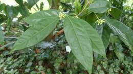 Image of Phaleria clerodendron F. Müll. ex Benth.